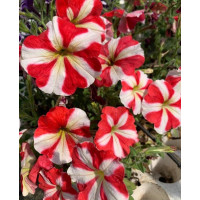Петунія ампельна Gioconda F1 Red Star, 1000 шт, Farao